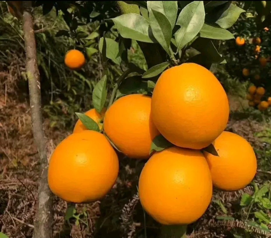甜橙果园成熟果实特写