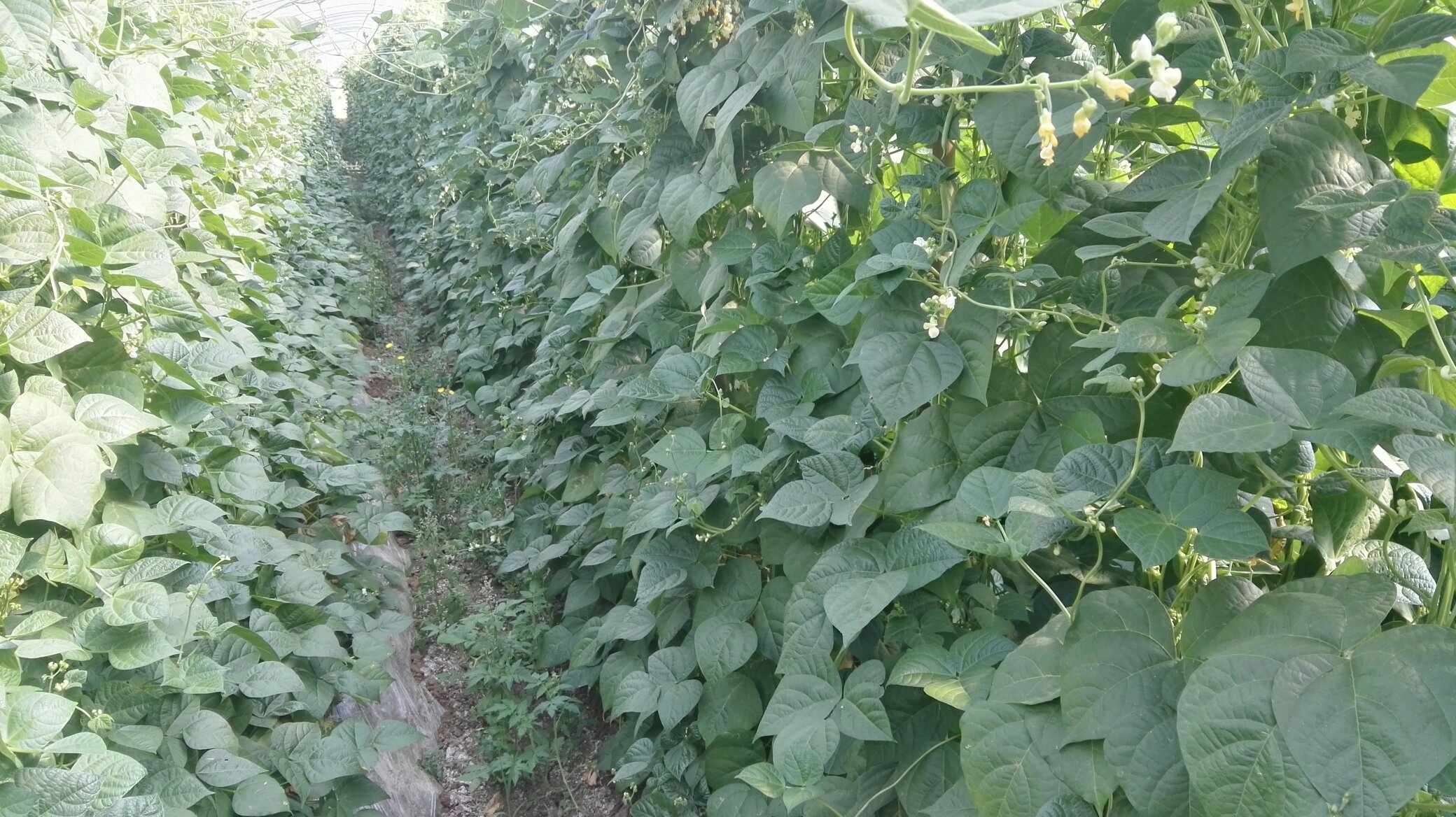 四季豆与刀豆植株对比图