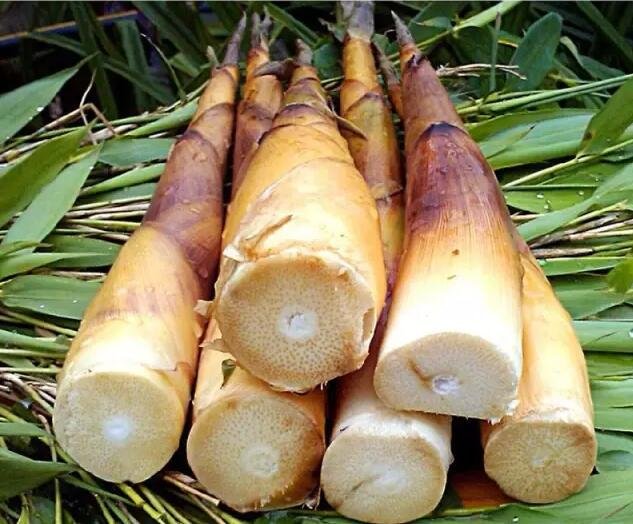 清炒雷竹笋的成品图 清炒雷竹笋的成品图