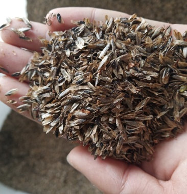 [枫香种子批发]直销枫香种子价格115.00元/斤 - 一亩田