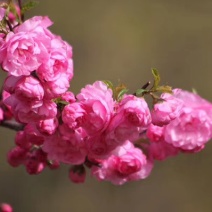 红叶榆叶梅，干枝插花，乔灌木两用。红叶榆叶梅杯苗及扦插苗
