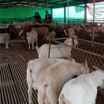 山东省菏泽牧业牛羊养殖场是集肉牛、肉羊、肉驴养殖的综合性