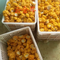 食用菌金耳