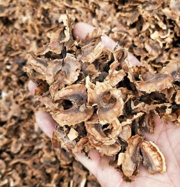 分心木 胡桃衣核桃隔中药材云南野生分心木无硫净货保正品