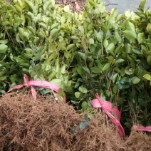 两年嫁接高产油茶苗