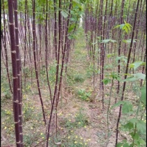 茶条槭种子林木种子