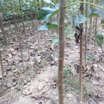 金丝楸