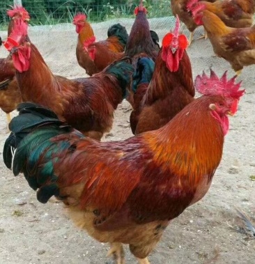 [土鸡批发]红玉公鸡价格8.50元/斤 - 一亩田