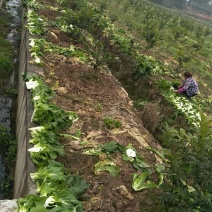 风干儿菜