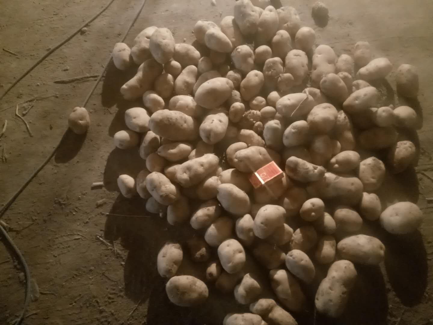 不同大小的土豆排列对比图