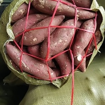 红薯商薯十九红薯种