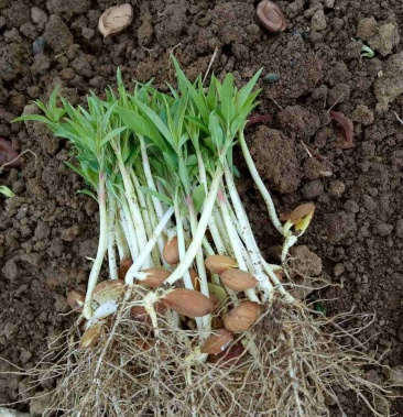 毛桃芽苗 毛桃苗 毛桃小苗 毛桃幼苗 桃树芽苗 毛桃奶苗