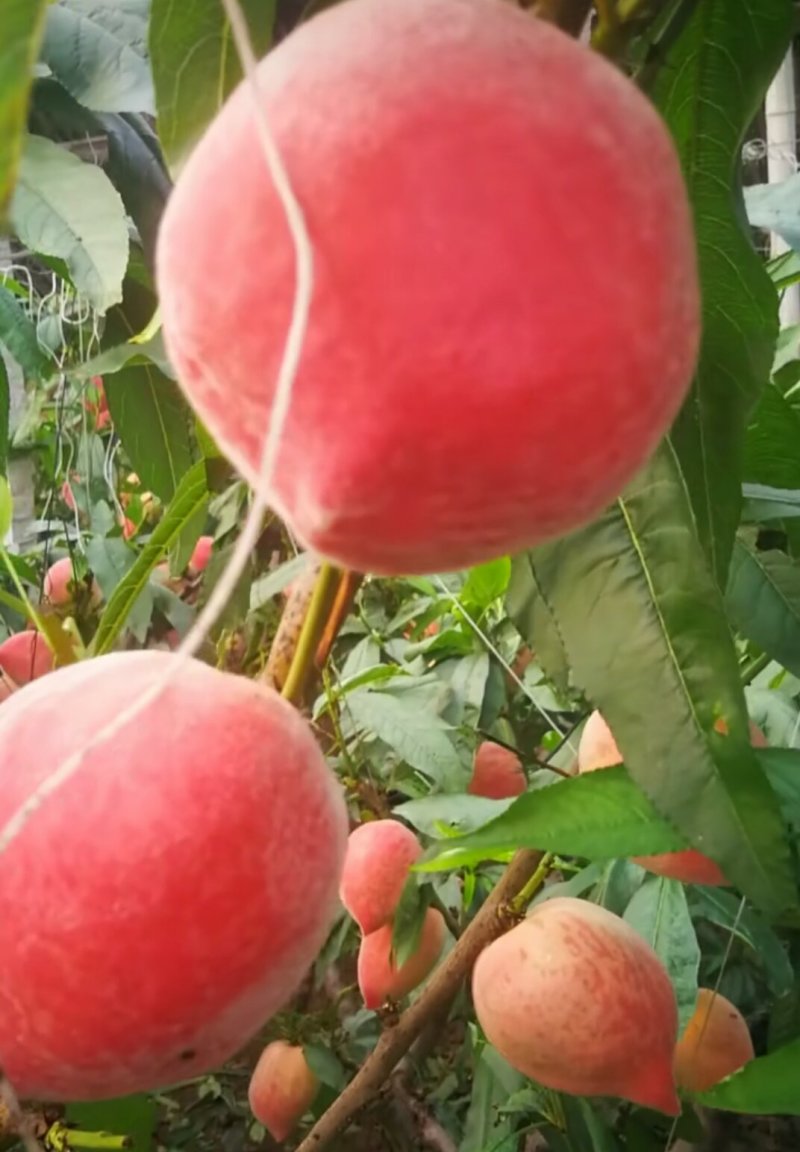 河北唐山乐亭春雪水蜜桃大量上市了