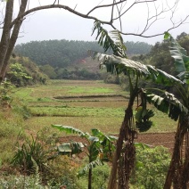 田地
