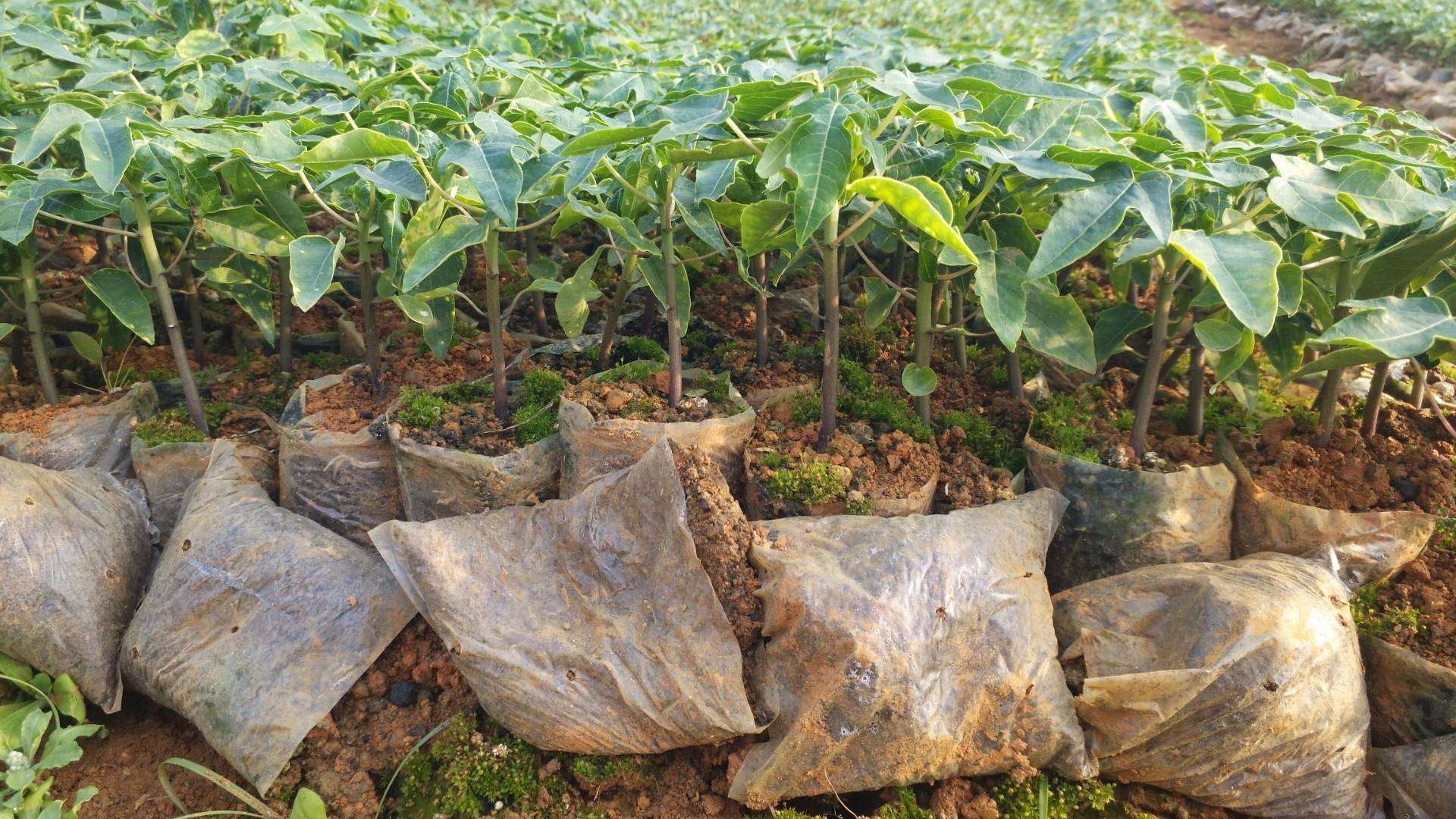 木瓜种植前基肥施用示意图