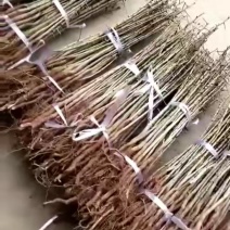 梨树，各种规格的梨树苗，各种品种。