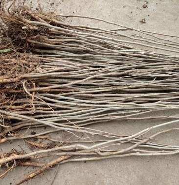 紫藤小苗道路小区别墅绿化用苗可以视频看货选货