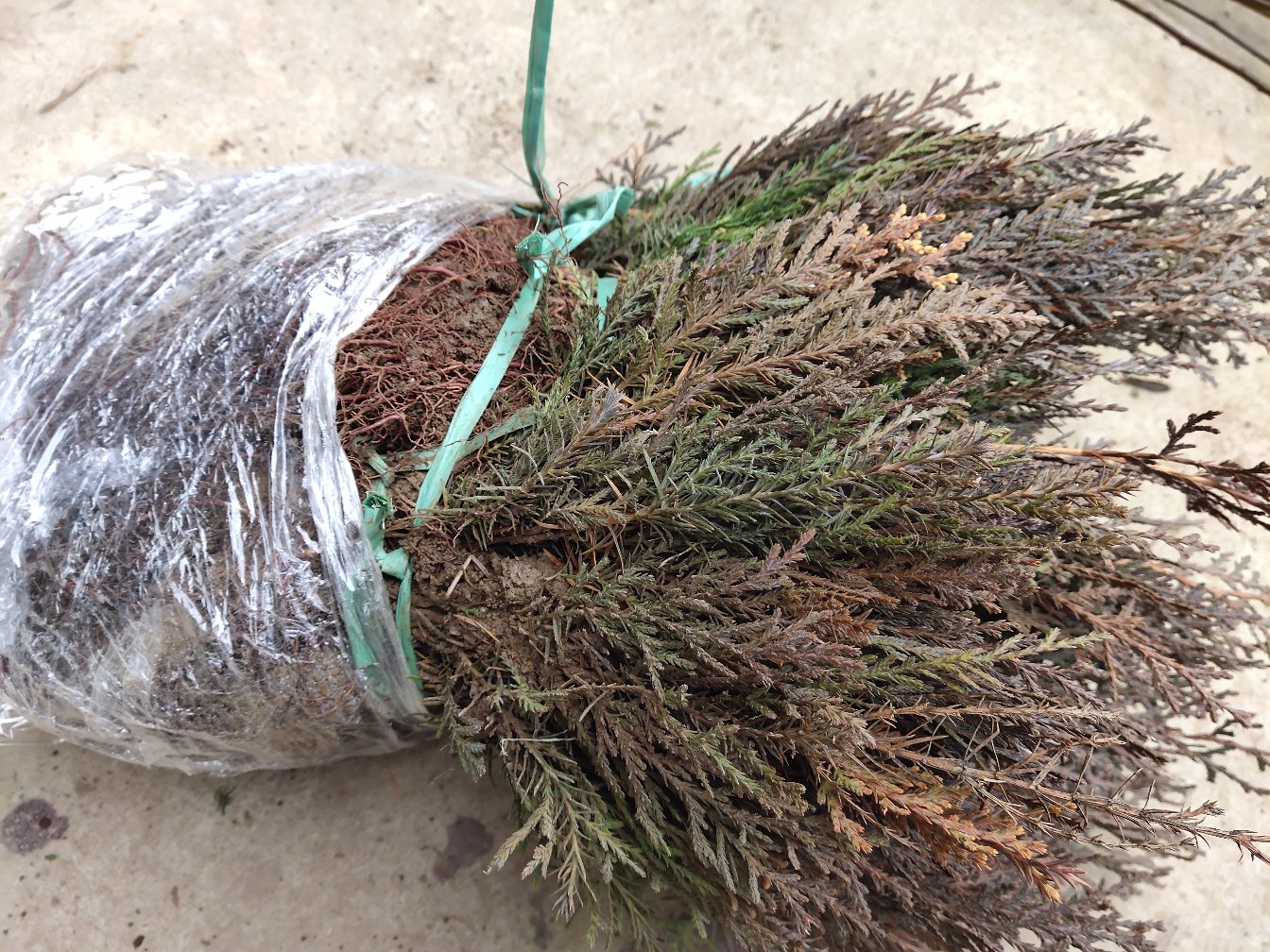 侧柏叶原料展示图,新鲜侧柏叶与干品侧柏叶并列摆放,背景为竹篮与清水盆 侧柏叶原料展示图