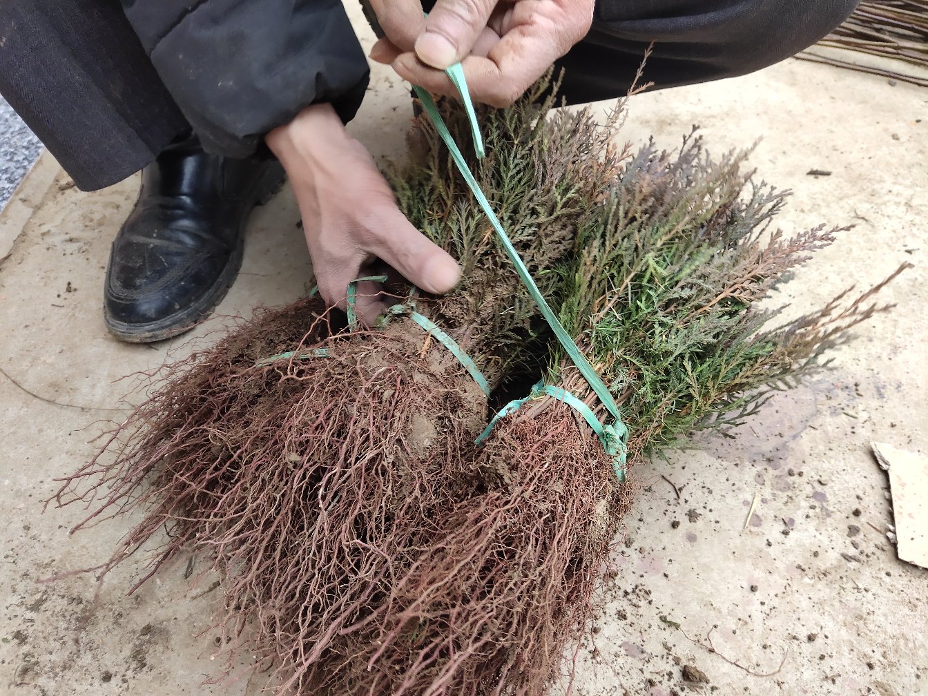 同一地块春季栽植的两组侧柏小苗对比:左为青州产2年生容器苗(高42cm,茎粗0.58cm,根团完整),右为外地普通裸根苗(高38cm,茎粗0.41cm,断根明显);栽后90天实拍显示青州苗新梢伸长12.5cm、叶片深绿油亮,对照苗仅萌发3–4个弱芽且叶色泛黄,土壤表面可见青州苗周围形成致密须根网络 青州侧柏小苗工程应用对比图