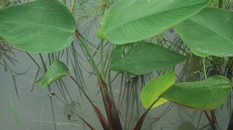 栀子花苗哪里买啊