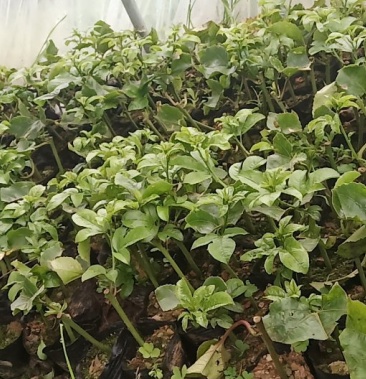 [百香果苗批发]紫香一号百香果苗价格3.50元/棵 - 一亩田