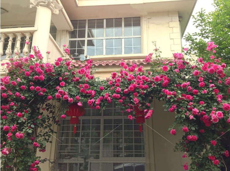 丹桂用于节日装饰的场景