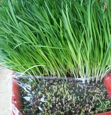南宫黄韭盆景基地一手货源韭菜根韭菜苗大叶韭菜传统韭菜