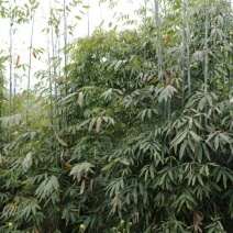 大量供应棉竹种苗，硬头黄竹种苗，苦竹等等