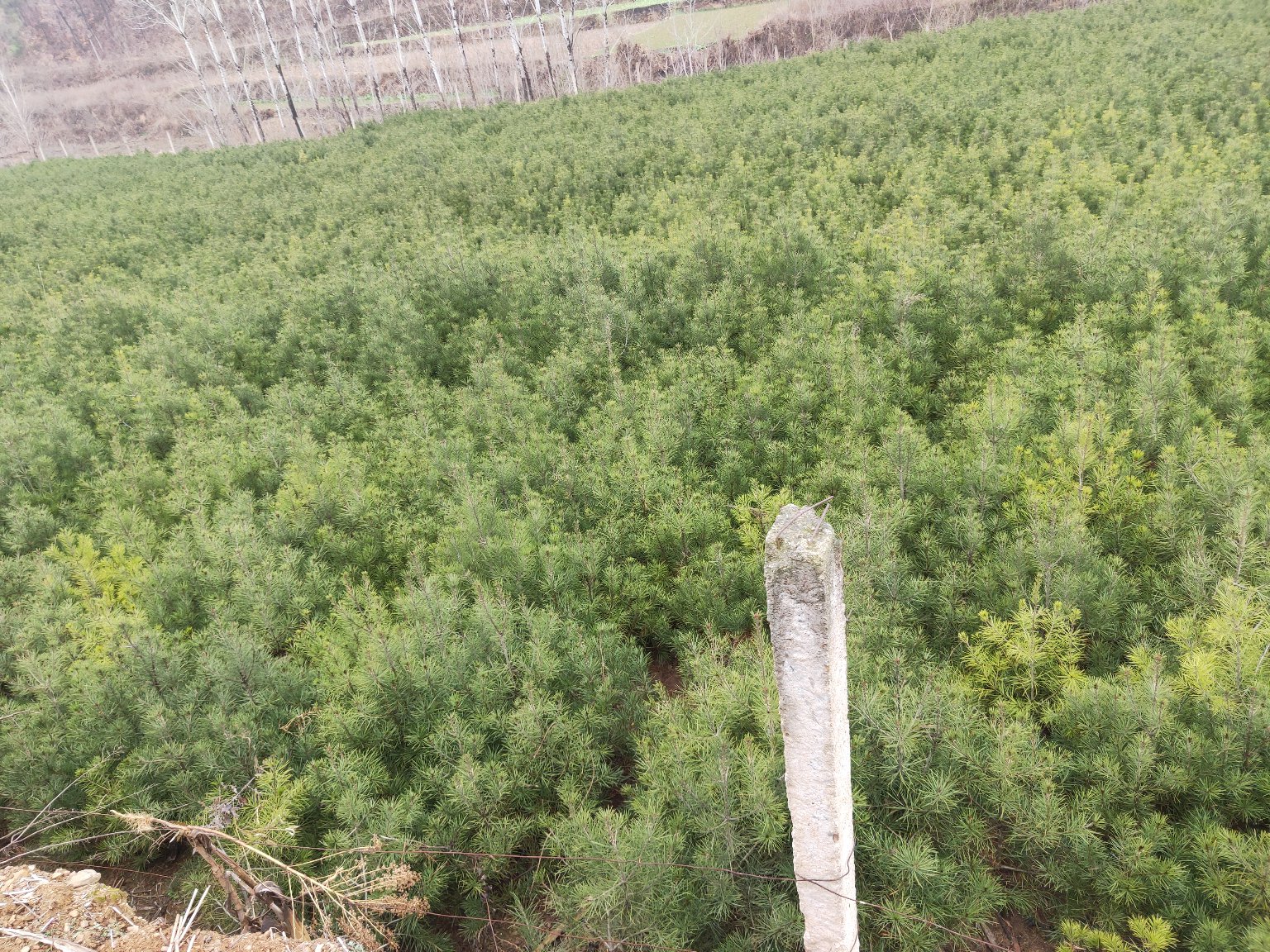 白皮松种植于园林景观中,背景为假山与小径,展现其在园林设计中的观赏价值 白皮松在园林景观中的应用