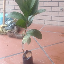 珍珠芭乐苗