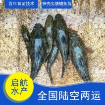 笋壳鱼苗泰国竹壳鱼苗淡水养殖苗场直发成活率高