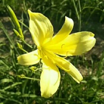 大量批发销售优质黄花菜苗