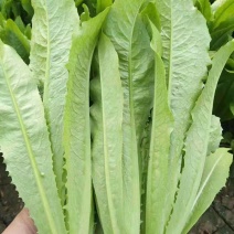 精品美冠油麦菜叶菜齐全长年有货一手货源价格便宜