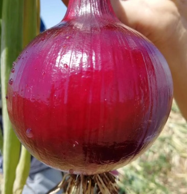 红洋葱元谋县精品优质大红葱