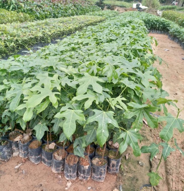 正宗进口澳洲火焰木树苗火焰木庭院