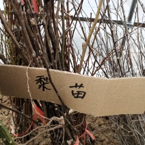 梨树苗可视频看货选货一亩田线上交易下单购买