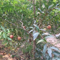 果石榴树泰山红石榴，红宝石，突尼斯软籽石榴树。2，5公分