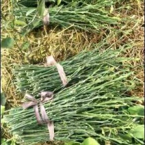 明日见植条大分一号植条，皇帝柑枝条，美国糖桔植条质量保证