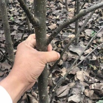 梨树