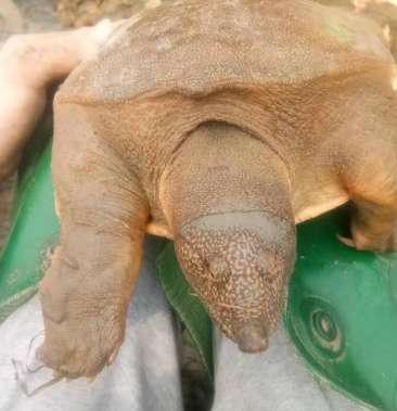 生态活体甲鱼,外塘精养甲鱼