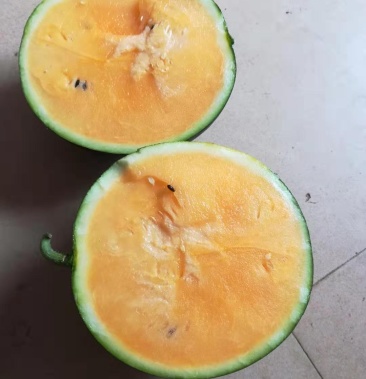 [麒麟西瓜批发]黄心麒麟瓜价格1.20元/斤 - 一亩田