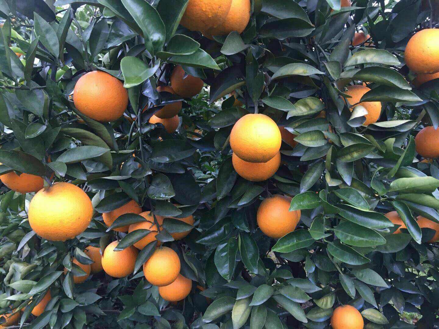 采摘中的夏橙特写镜头