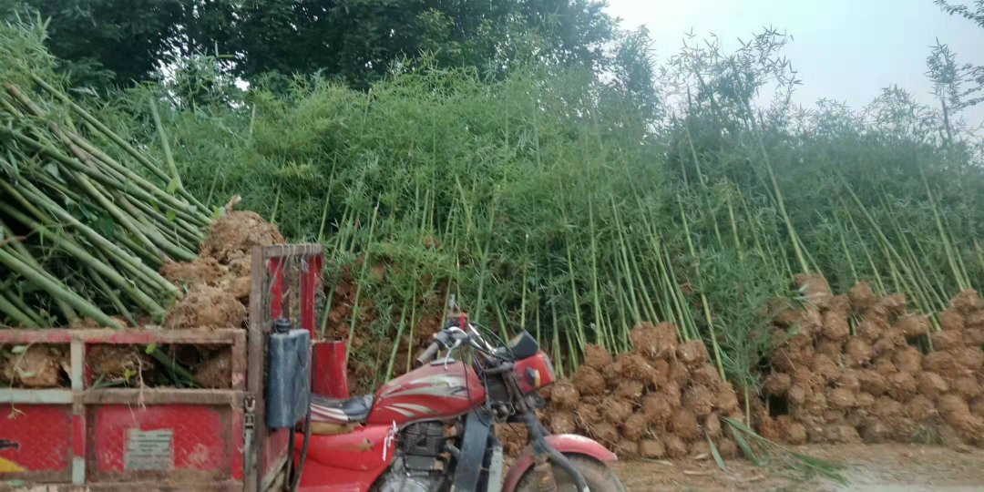一名农户正在金竹林中使用锄头沿竹鞭方向开挖施肥沟,沟内可见黑色腐熟有机肥,旁边堆放着装满肥料的竹筐,背景为成片绿色金竹,展现秋季林地管理的实际操作场景 金竹林秋季深翻施肥作业现场