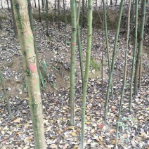 出售大叶女贞，香樟，栾树