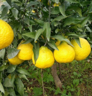 春蜜露媛小春绿美人柑橘苗品质保证保湿发货品质保证柑桔苗