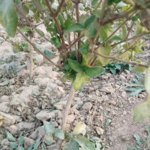 金银花树