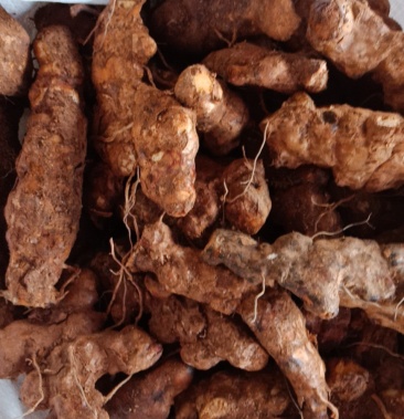 肇庆本地土茯苓鲜货中土肇庆白肉
