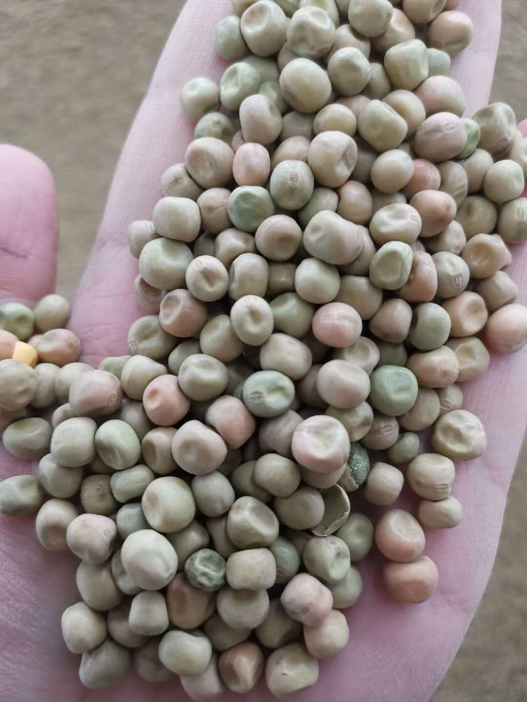 [干豌豆批发]绿麻豌豆 加拿大进口 可酿酒 饲料 鸽粮价格1.