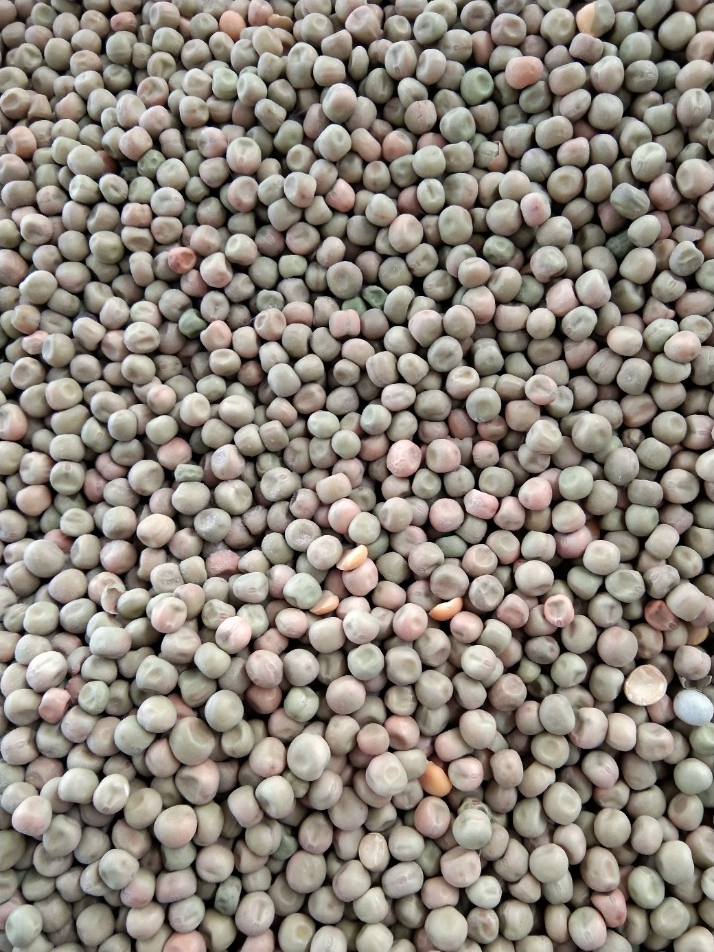 [干豌豆批发]绿麻豌豆 加拿大进口 可酿酒 饲料 鸽粮价格1.