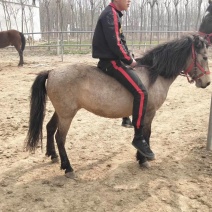 急售爱🐴马
